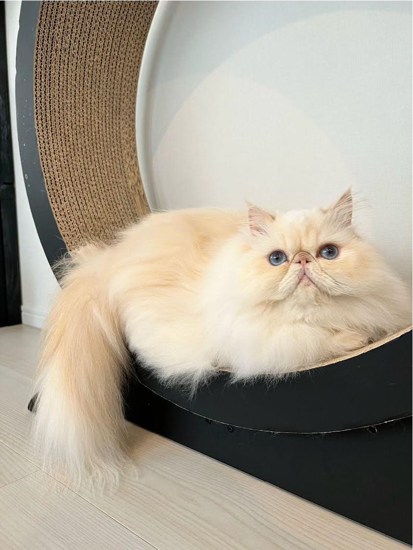 段ボールホイールをベースにセットした設置イメージ