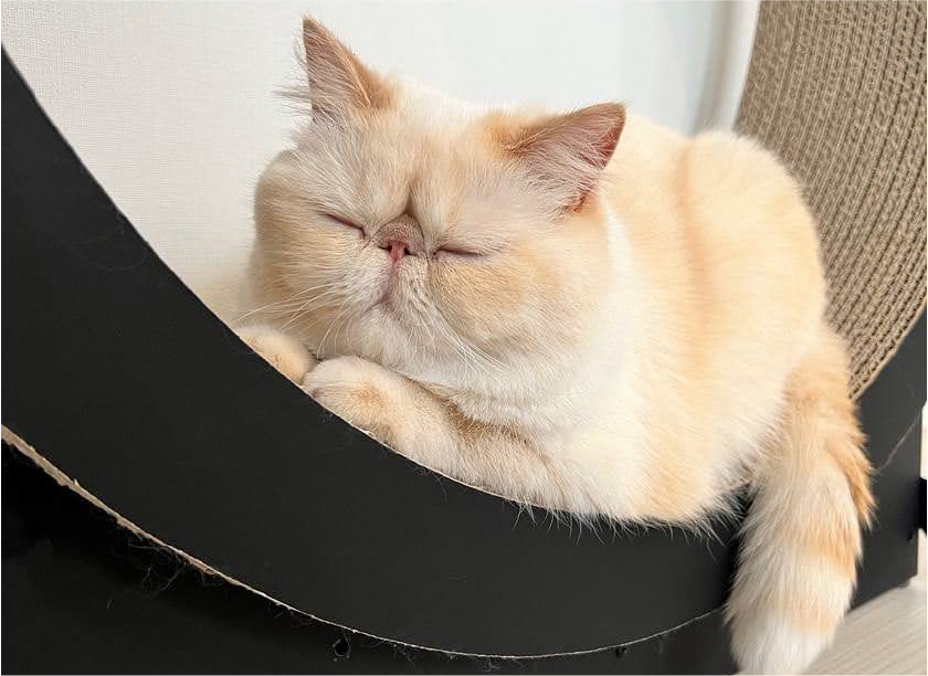 キャットホイールでくつろぐ猫