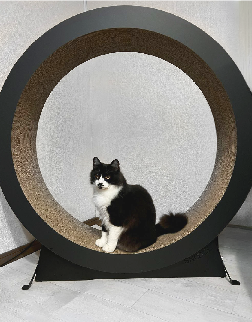 キャットホイールに座る猫