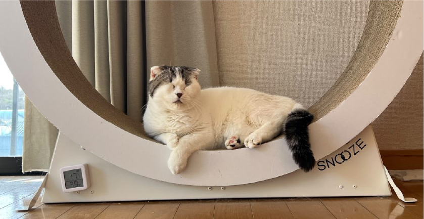 キャットホイールでくつろぐ猫