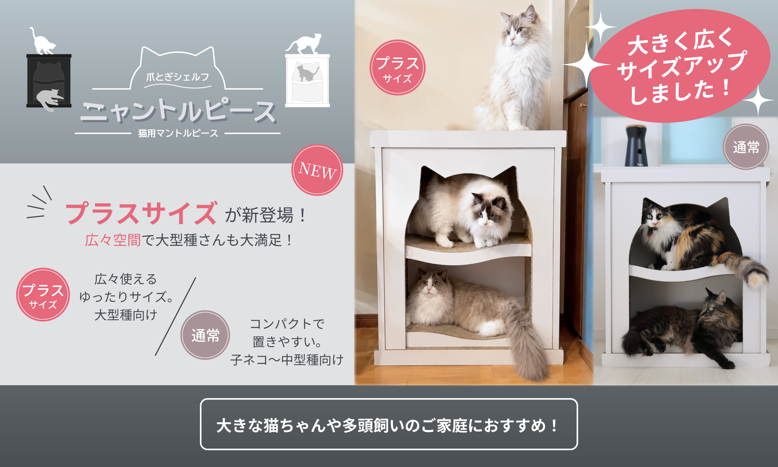 ニャントルプラスサイズヘッダー