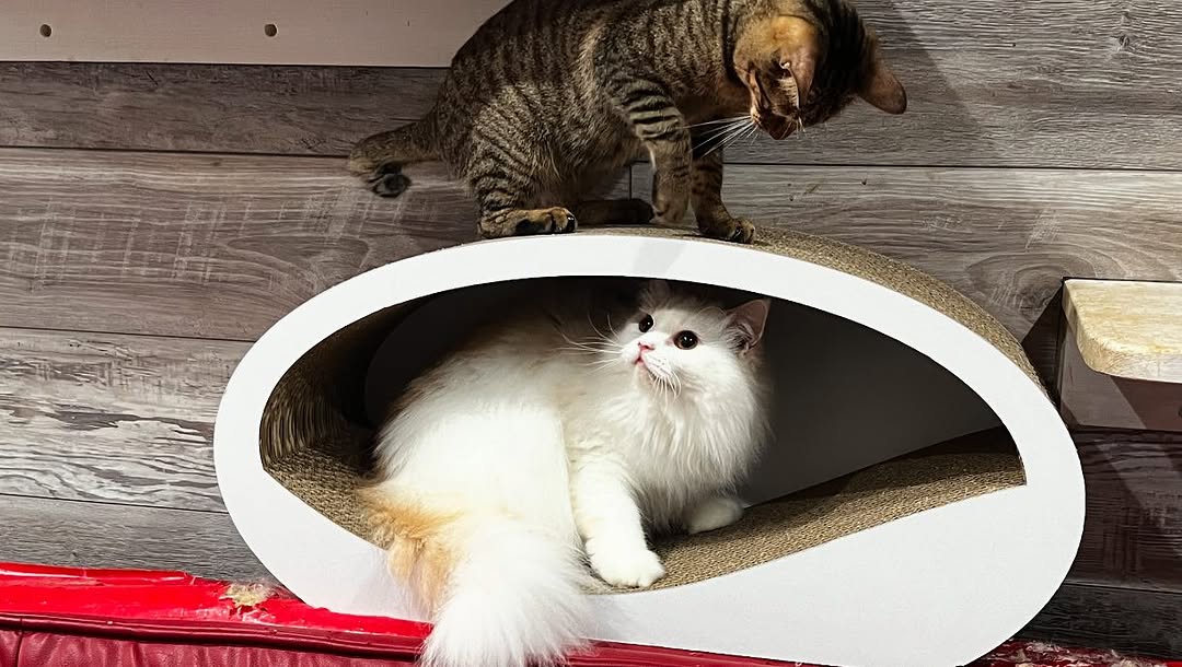保護猫施設への支援
