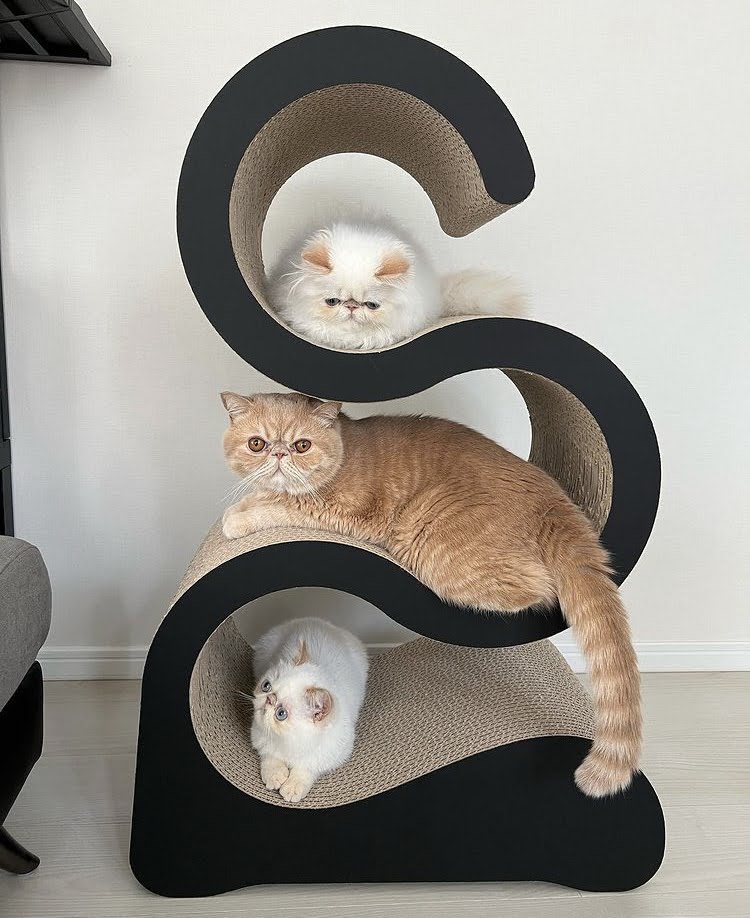 SNOOZEと猫